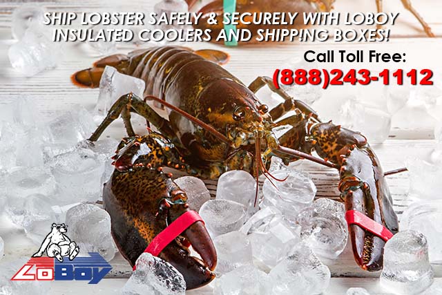 Lobster Shipping Tips using LoBoy Styrofoam Coolers to safely and securely pack and ship lobster and other shellfish